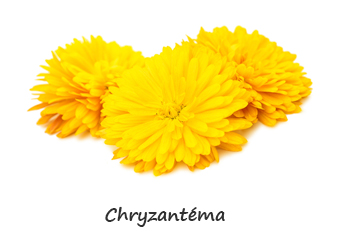 Chryzantéma