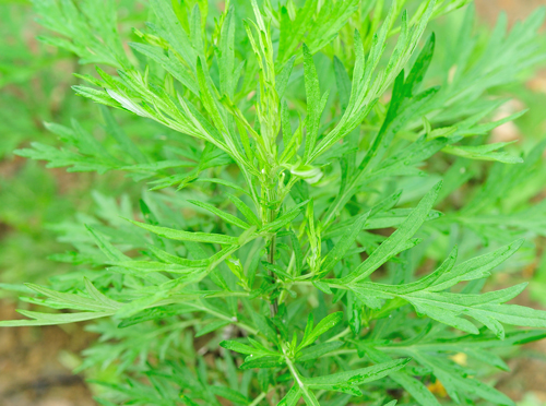 Pelyněk - Artemisia argyi