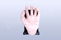Akupunkturní model ruky, 20 cm - akumodel