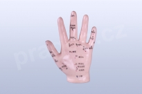 Akupunkturní model ruky, 12 cm - akumodel