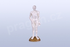 Akupunkturní model, muž 50 cm - akumodel