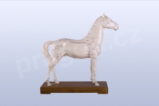 Akupunkturní model kůň, 24cm - akumodel